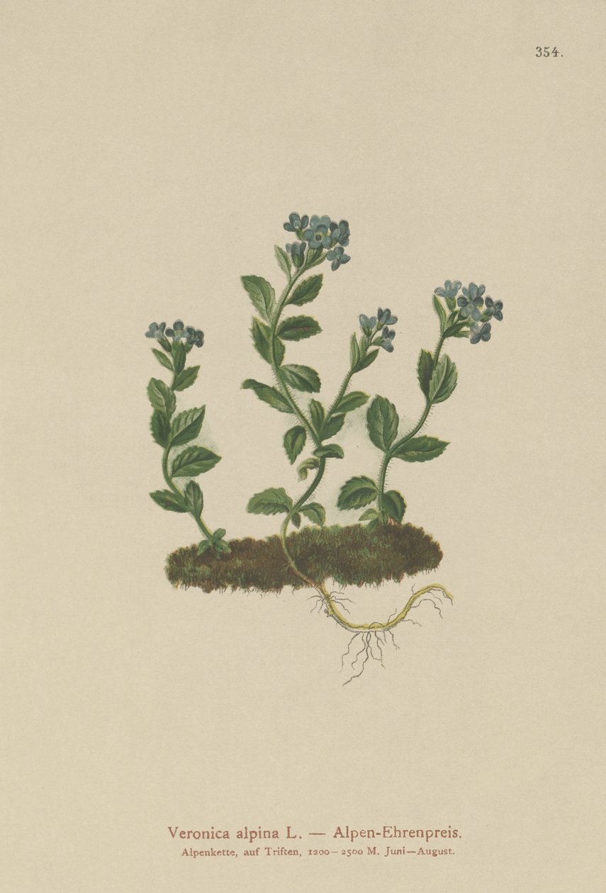 Alpine Speedwell（Veronica alpina） 作者 德国学校