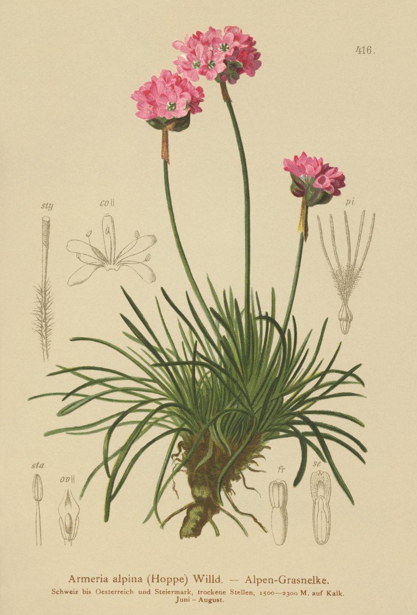 Alpine Thrift（Armeria alpina） 作者 德国学校
