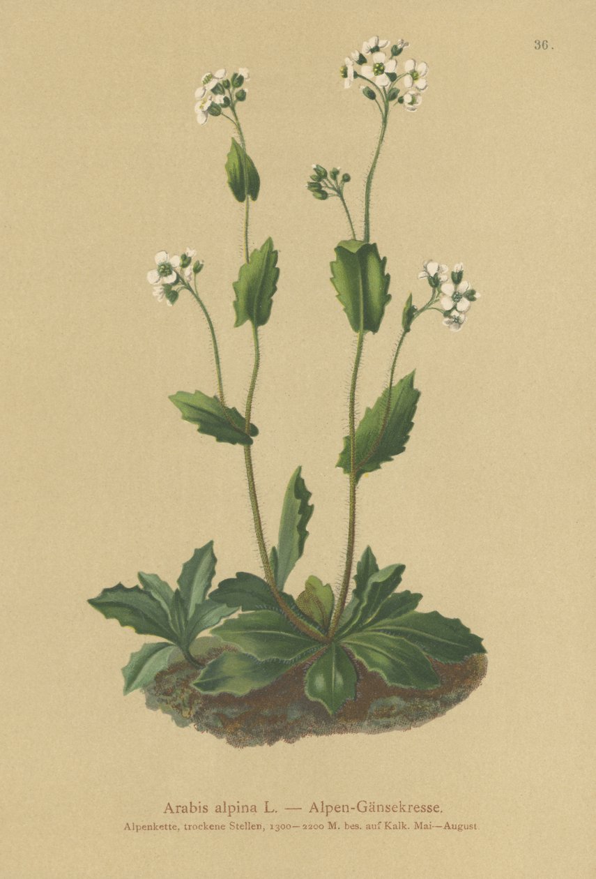 高山墙柏（Arabis alpina） 作者 德国学校