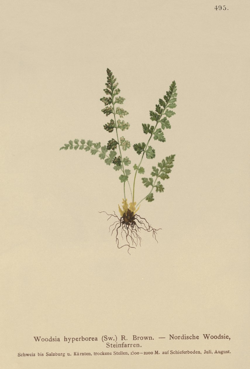 高山槐树（Woodsia alpina，Woodsia hyperborea，Woodsia intermedia，Woodsia pubescens，Acrostichum alpinum，Acrostichum hyperboreum，Ceterach alpina，Polypodium arvonicum） 作者 德国学校