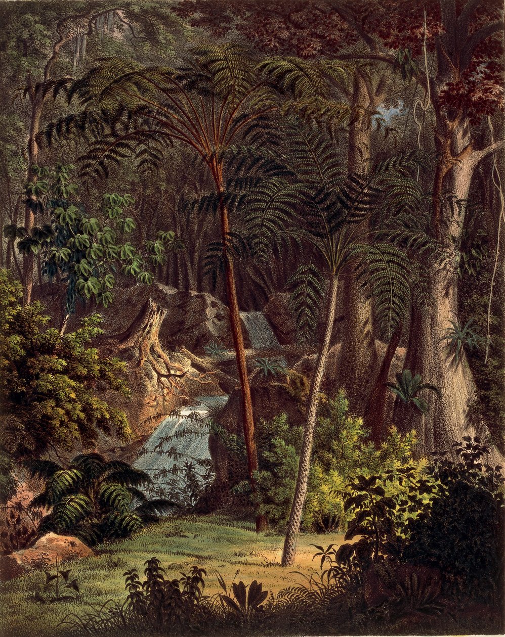 亚马逊雨林，来自 Johann Baptist Von Spix 和 Carl Friedrich Von Martius 的“Plantarum Cryptogamicarum Brasiliensium”的表 XXVII 作者 德国学校
