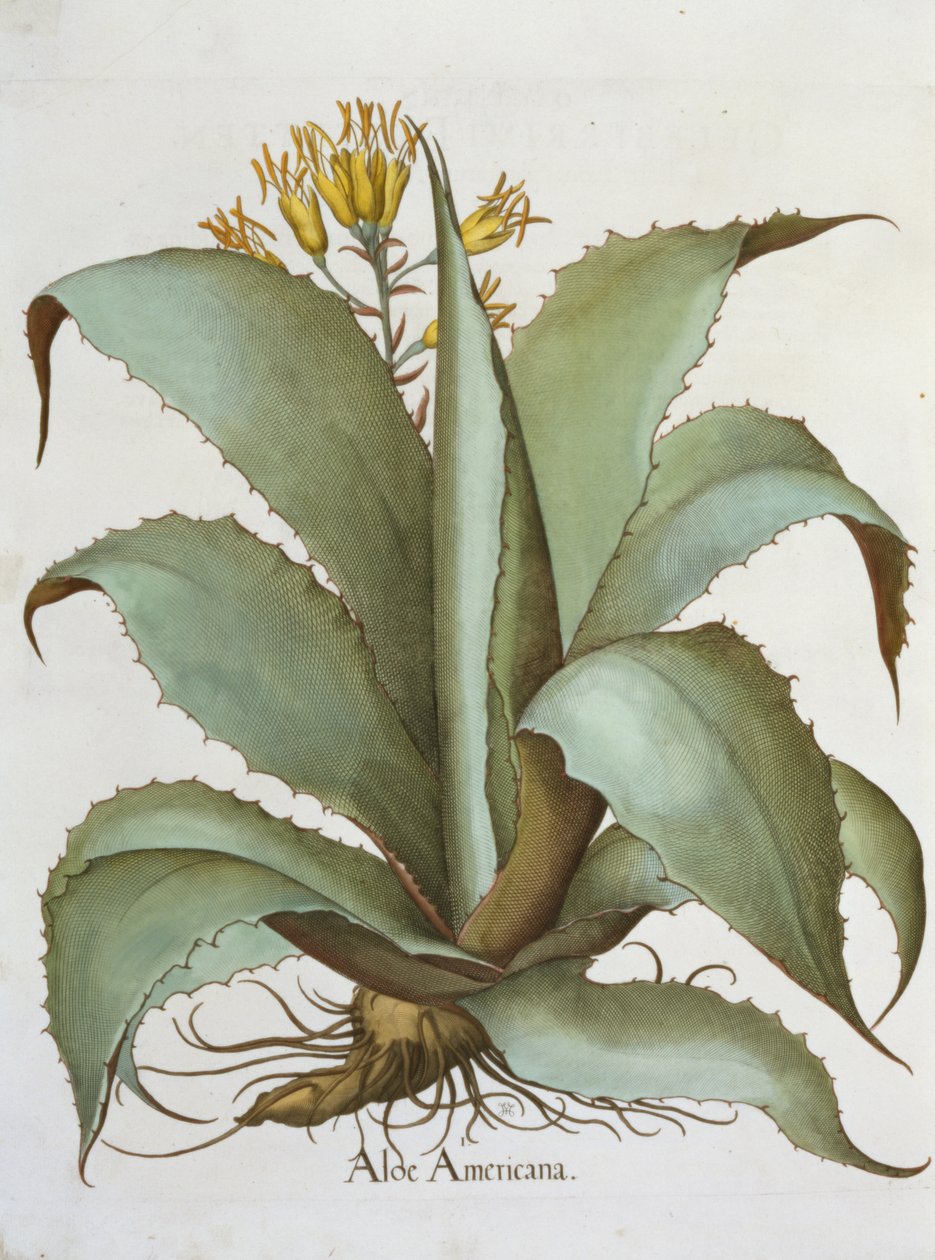 American Aloe：Aloe Americana，来自Basil Besler（1561-1629）的Hortus Eystettensis，酒吧。 1613 作者 德国学校