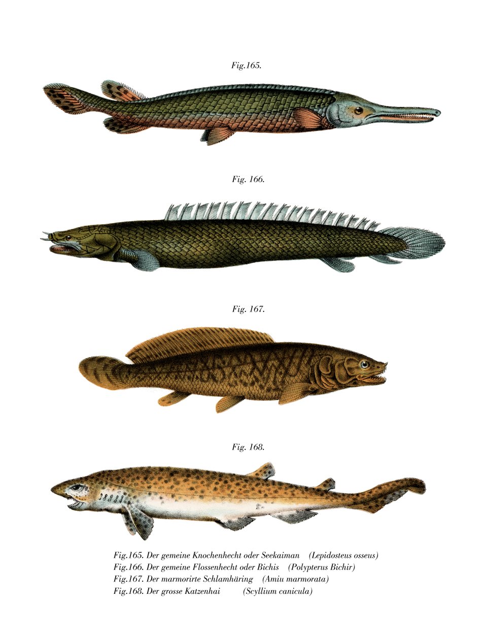 American Fresh-water Garpike（彩色石版画） 作者 德国学校