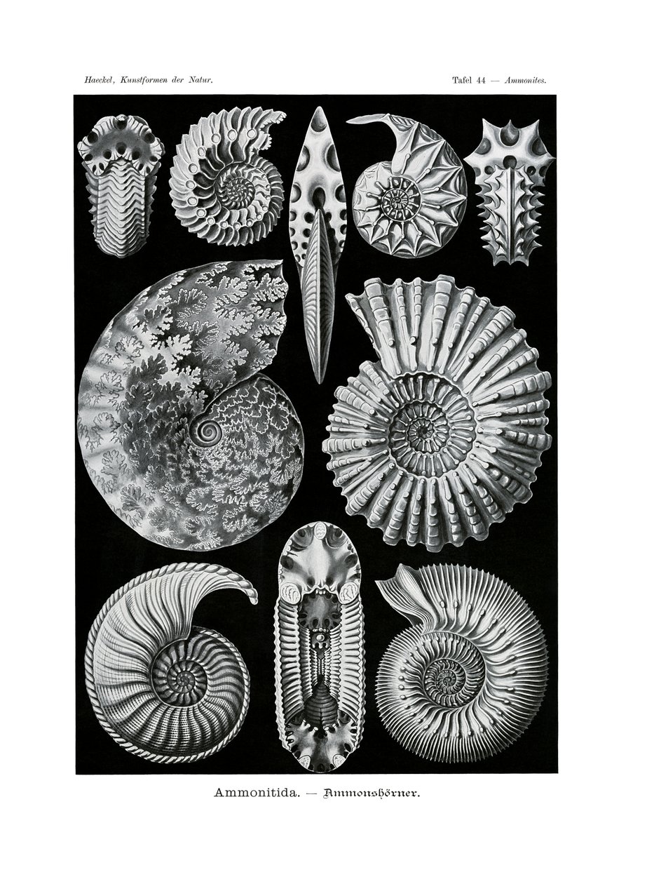 Ammonitida，1899-1904 作者 德国学校