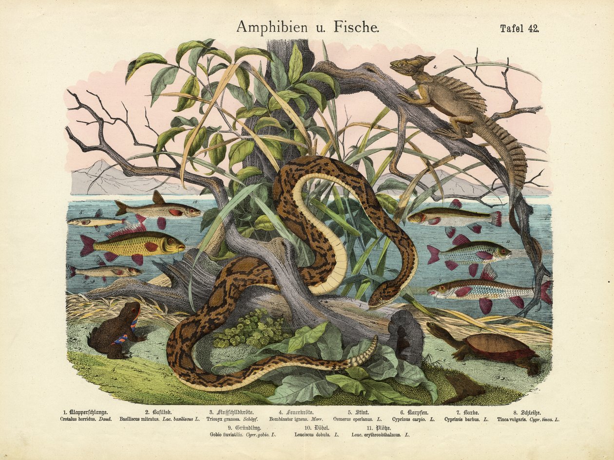 两栖动物和鱼类，c.1860 作者 德国学校
