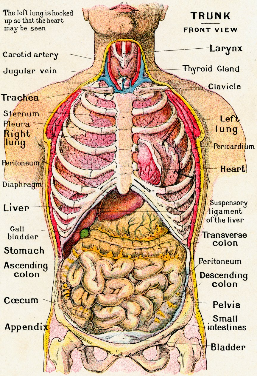 Anatomical View of the Human Torso 作者 德国学校