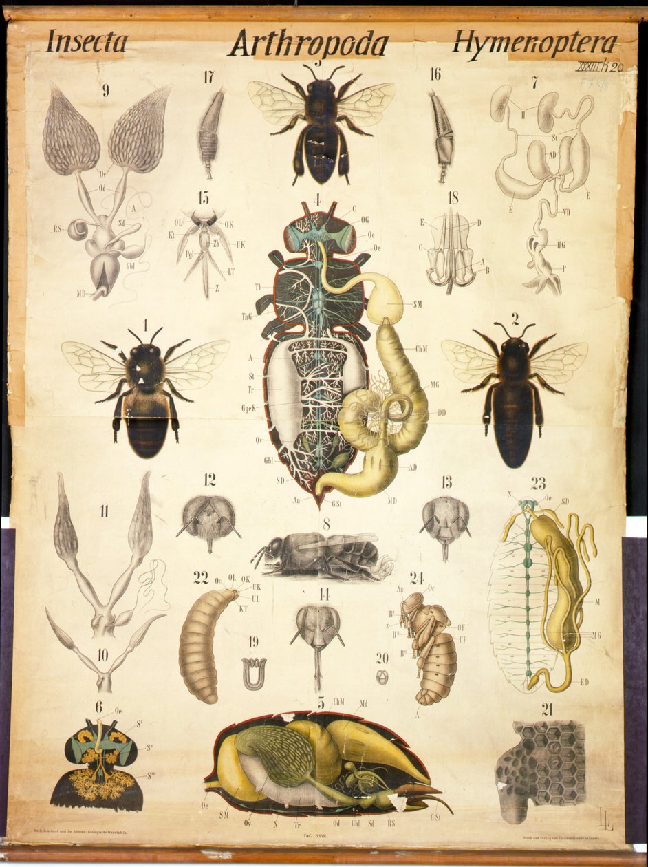 Apis的解剖，No.XXVII，Leuckarts Zoological Wall Chart，1877-98 作者 德国学校