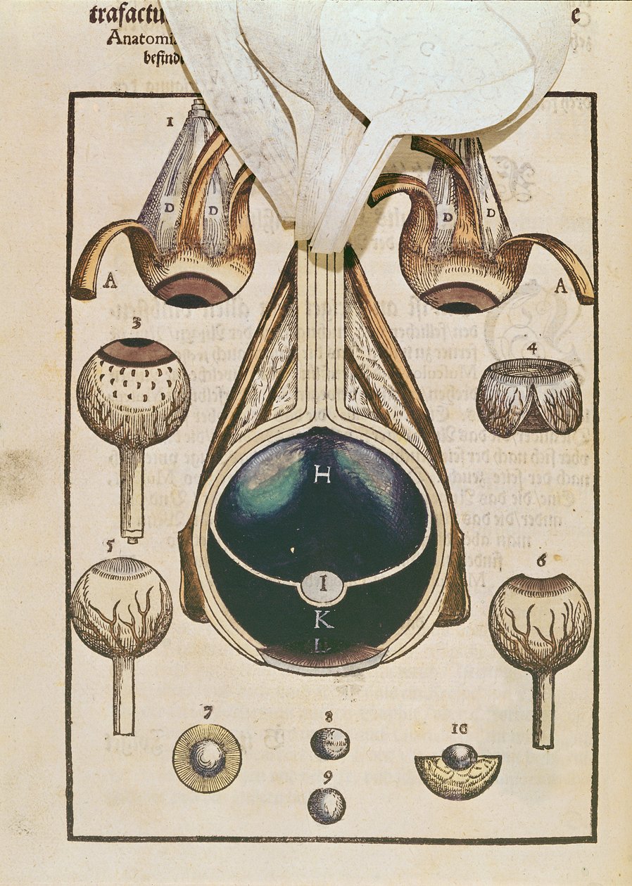 眼科解剖，来自Georg Bartisch（1535-1636）的Ophthalmodouleia于1583年在德累斯顿出版（彩色木版画）（另见236711） 作者 德国学校