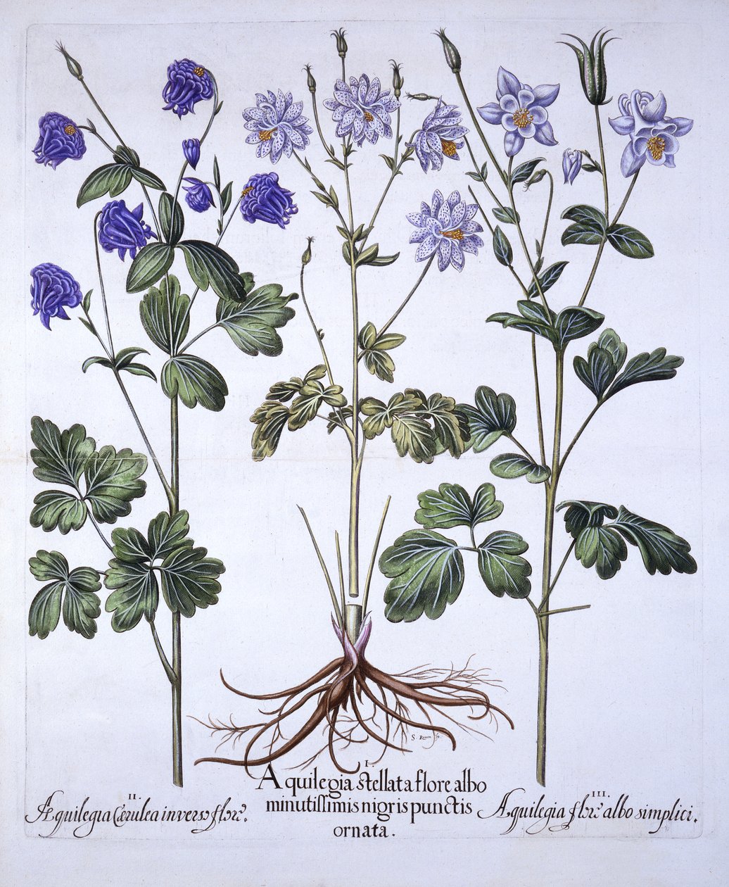 Aquilegia，来自Hortus Eystettensis，由Basil Besler（1561-1629），酒吧。 1613（手工彩色雕刻） 作者 德国学校