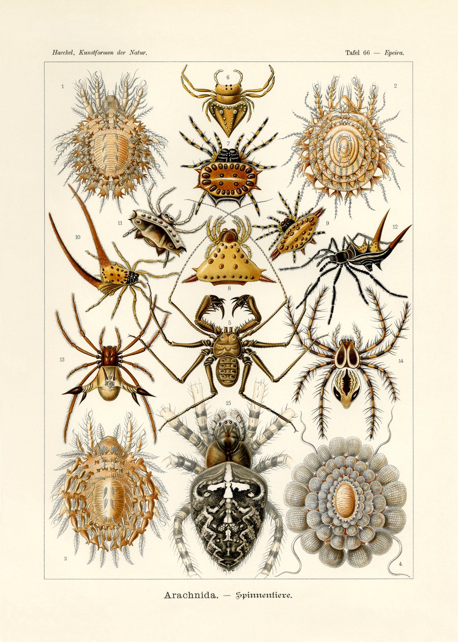 Arachnida，1899-1904 作者 德国学校