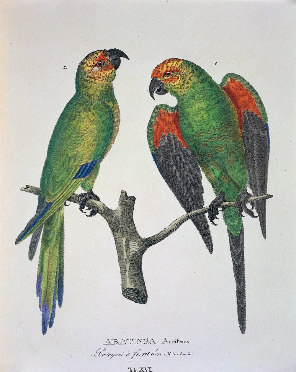 Aratinga Aurifrons（雄性和雌性），表十六来自Johann Baptist Von Spix和Carl Friedrich Von Martius的《Avium Species Novae Per Brasiliam》。 作者 德国学校