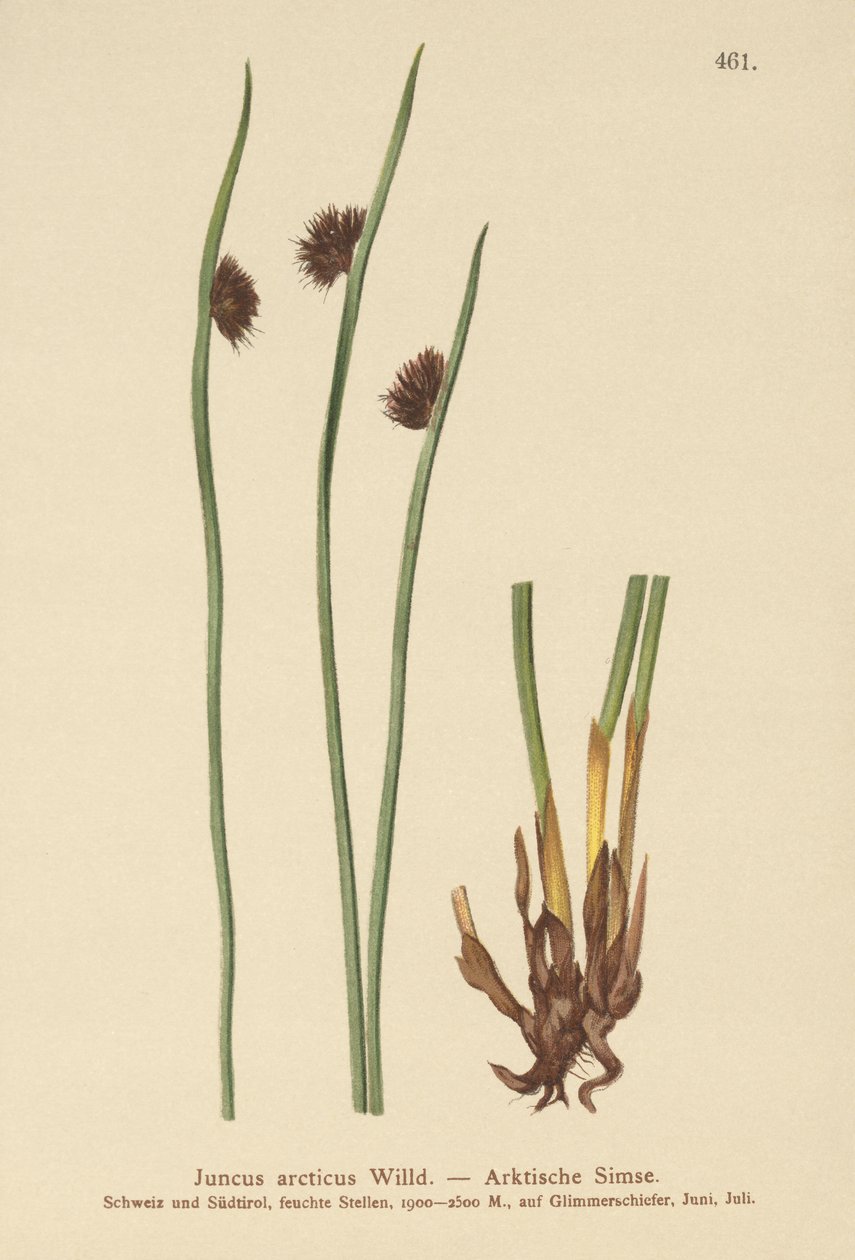 北极蔺草（Juncus arcticus） 作者 德国学校