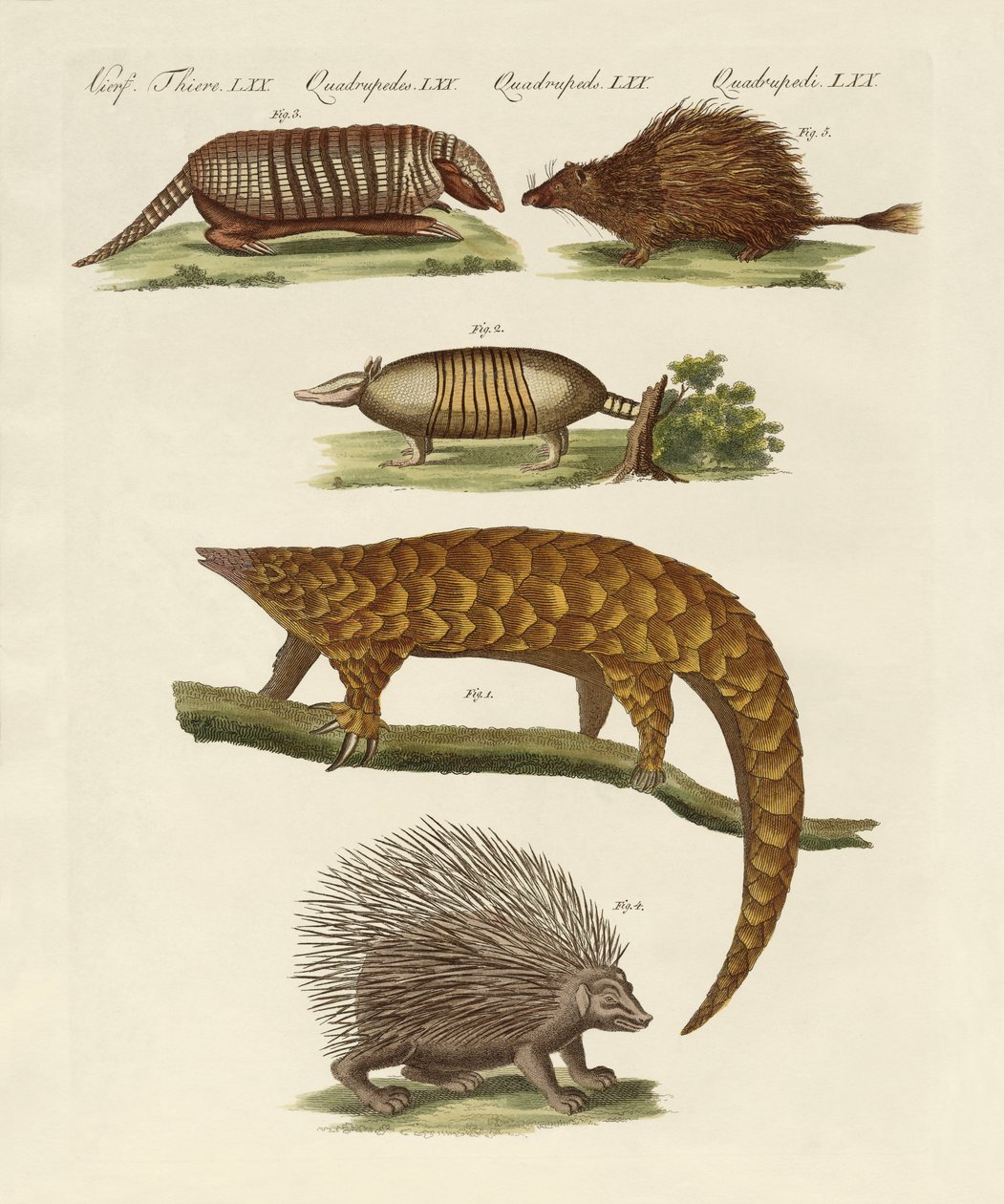 Armoured and prickly animals (coloured engraving) 作者 德国学校