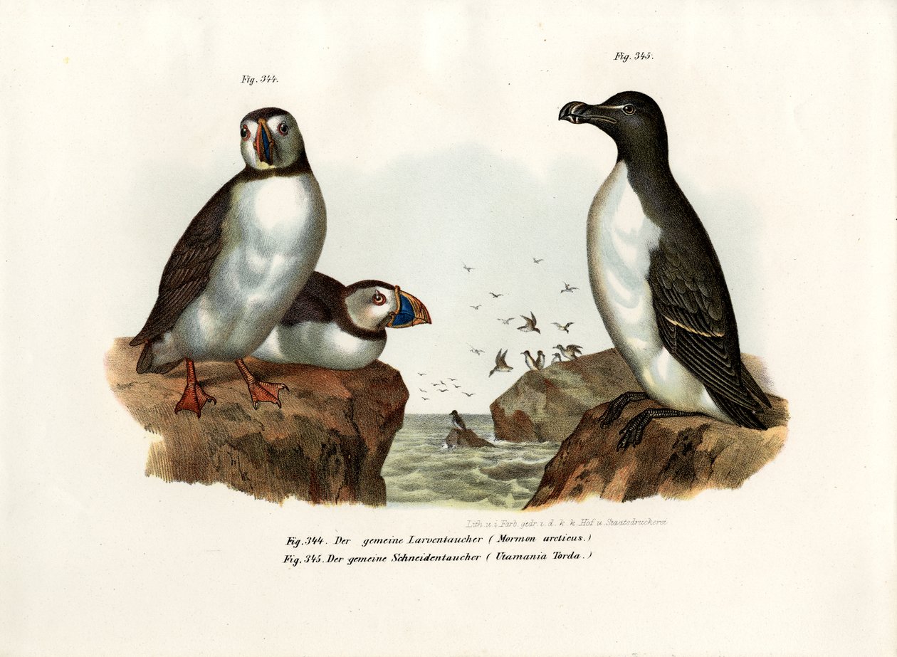 Artic Puffin，1864 作者 德国学校