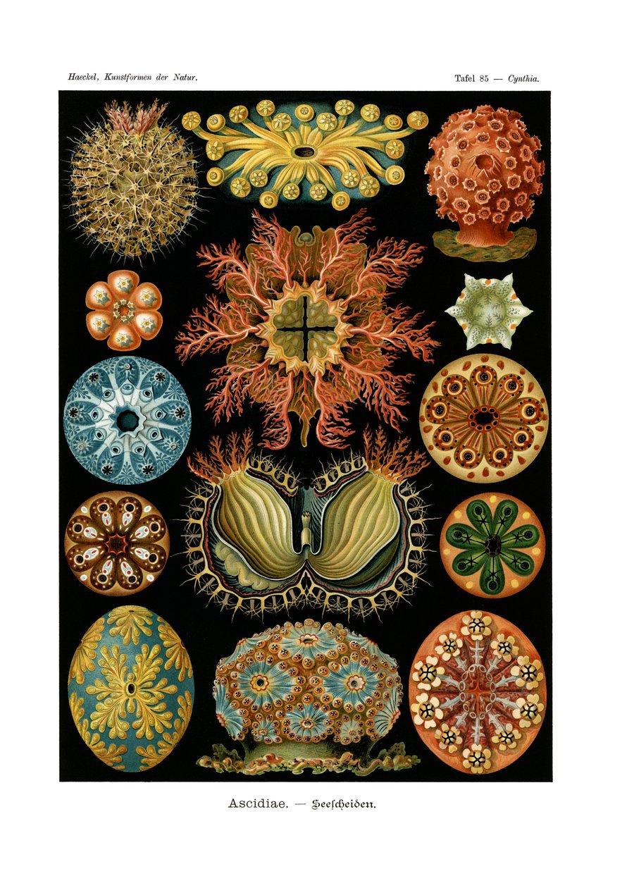 Ascidiae，1899-1904 作者 德国学校