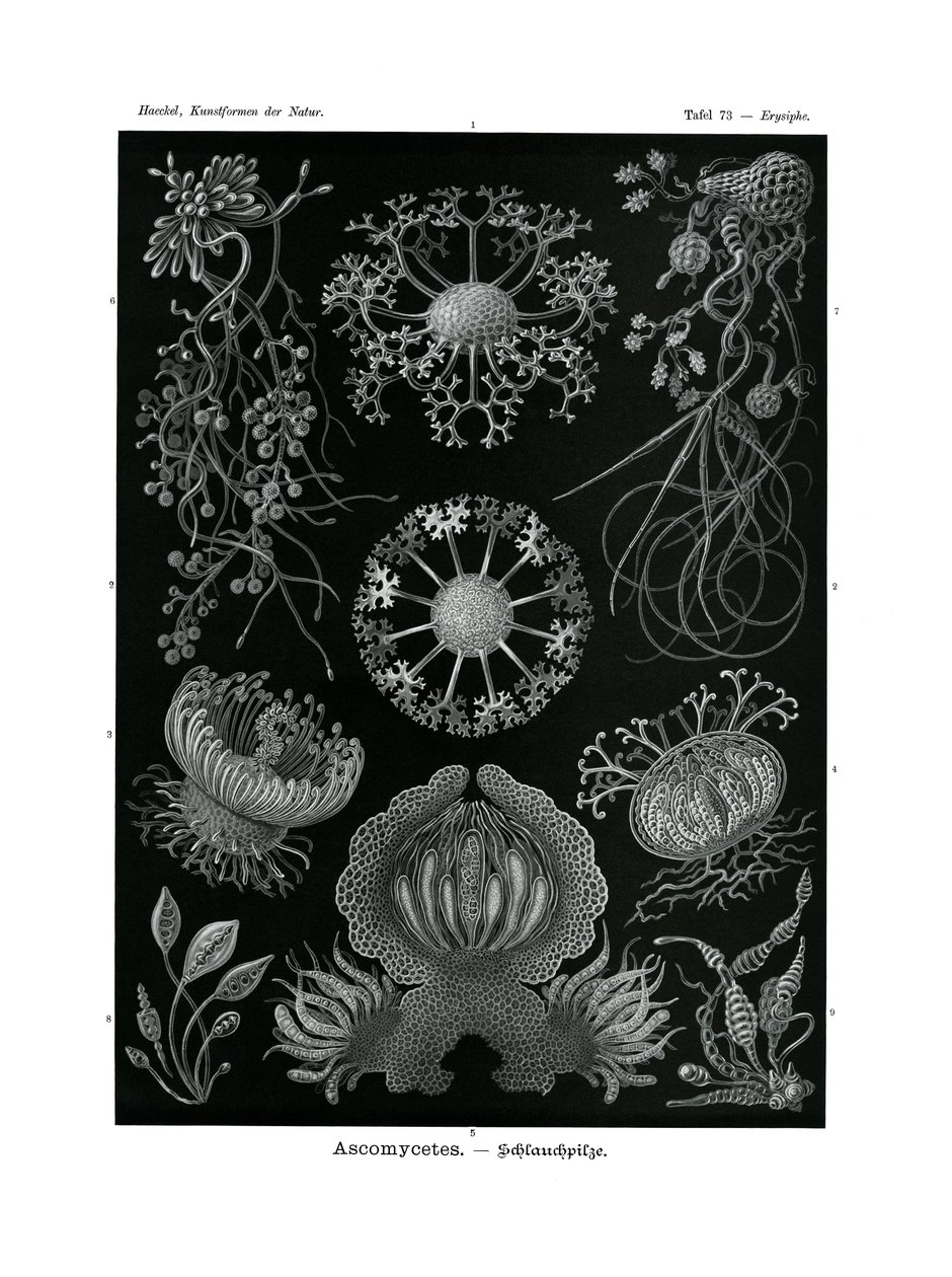 子囊菌，1899-1904 作者 德国学校
