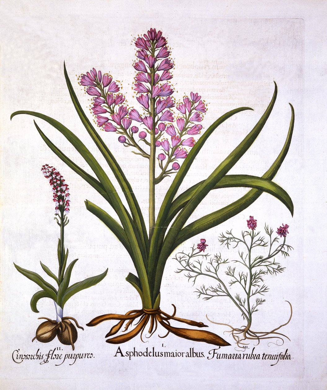 Asphodel，Burnt Orchid和Fumaria Spicata，来自Hortus Eystettensis，由Basil Besler（1561-1629），酒吧。 1613（手工彩色雕刻） 作者 德国学校