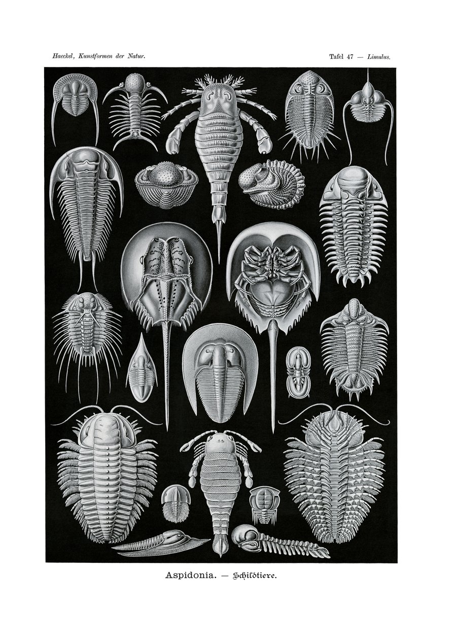 Aspidonia，1899-1904 作者 德国学校