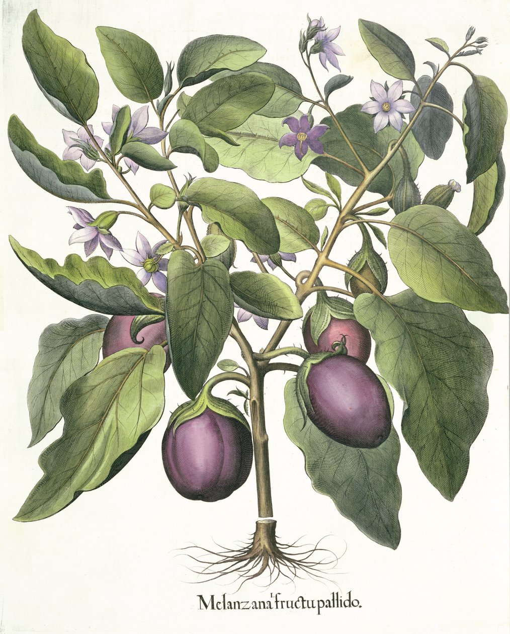 Aubergine：Melanzana果实苍白，来自Basil Besler（1561-1629）的Hortus Eystettensis，酒吧。 1613 作者 德国学校