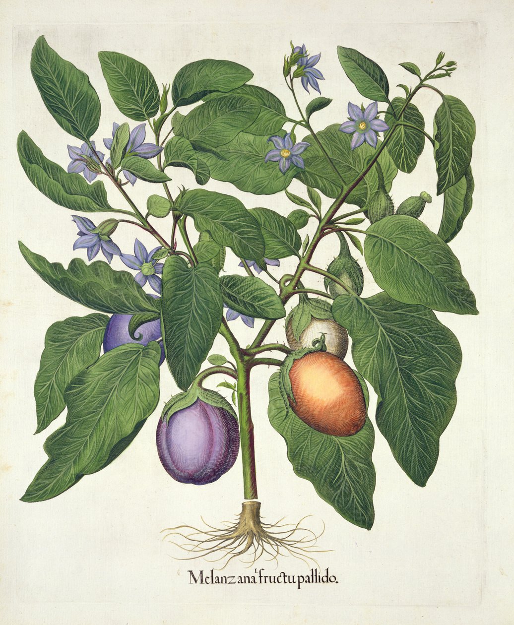 Aubergine：Melanzana fructu pallido，来自Basil Besler（1561-1629）的Hortus Eystettensis，酒吧。 1613（手工彩色雕刻） 作者 德国学校