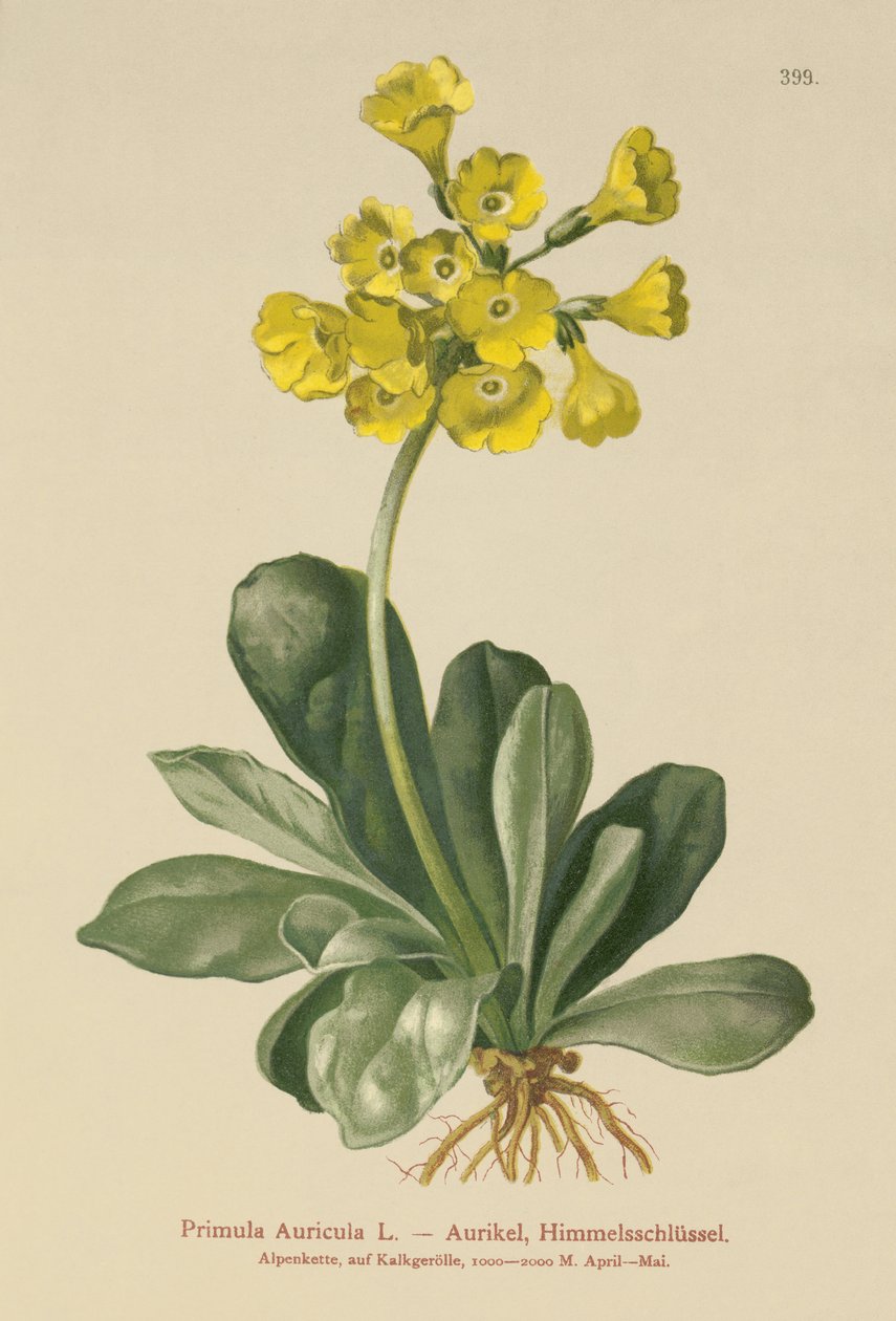 Auricula（Auricula primula） 作者 德国学校