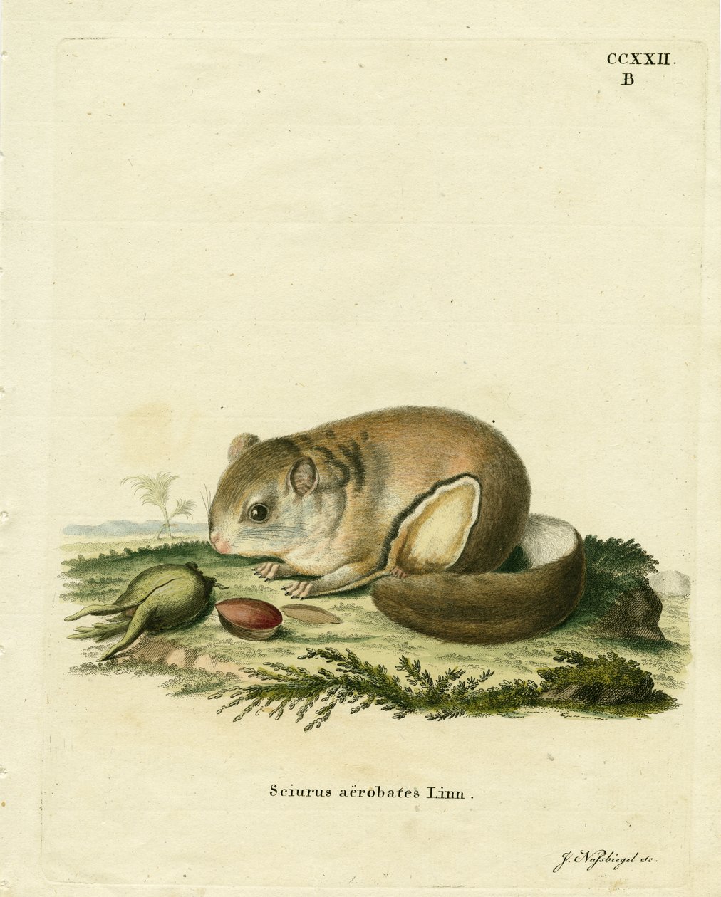 Australian Pygmy Flying Phalanger (coloured engraving) 作者 德国学校
