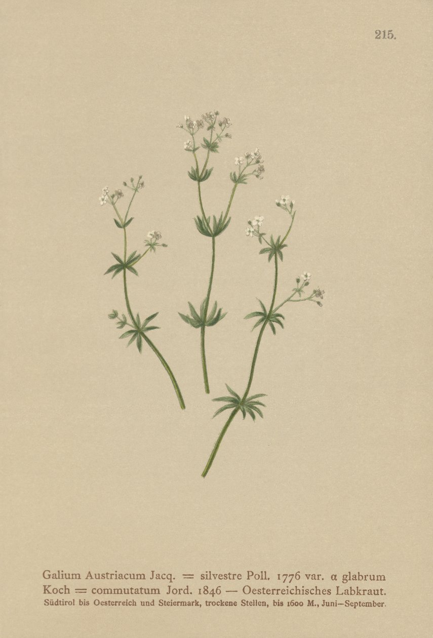 奥蓬子菜（殃奥地利茜草森林（参数新手），茜草变化） 作者 德国学校