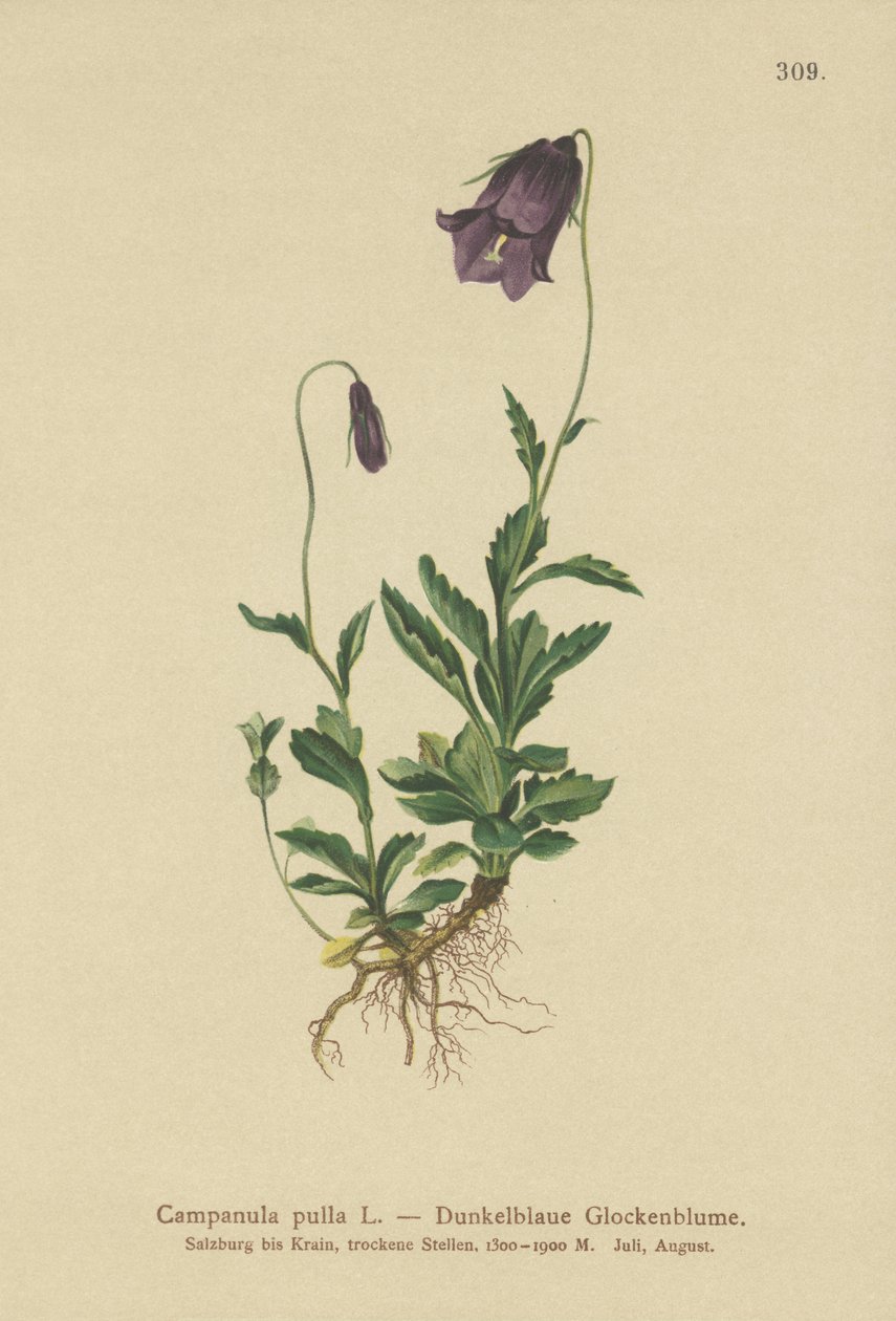 奥地利风铃草（Campanula pulla） 作者 德国学校