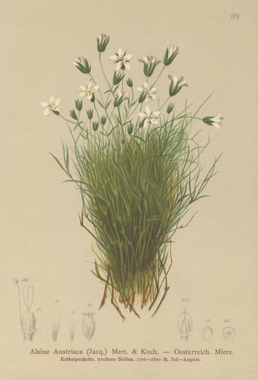 奥地利Sandwort（奥地利Alsine，奥地利Minuartia） 作者 德国学校
