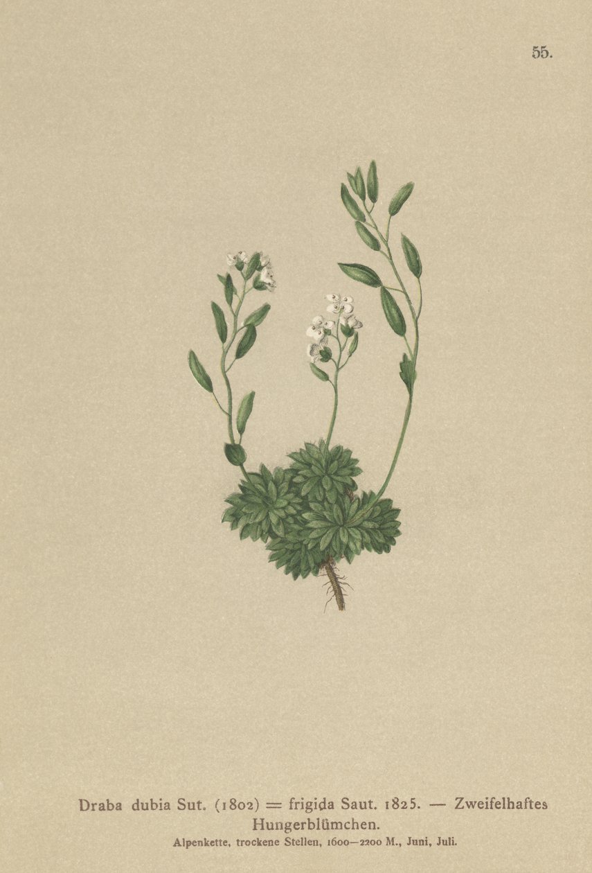 奥地利Whitlow草（Draba dubia，Draba frigida） 作者 德国学校
