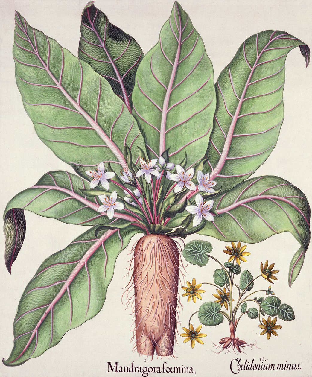 秋季曼德拉克，来自罗勒贝斯勒（1561-1629）酒吧的Hortus Eystettensis。 1613（手工彩色雕刻） 作者 德国学校