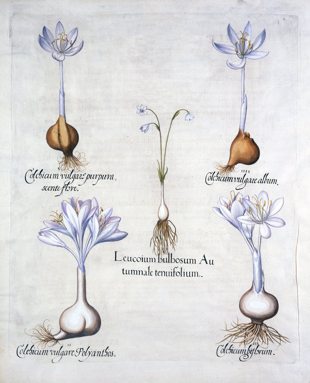 秋天雪花和草甸Saffrons，来自Hortus Eystettensis，由Basil Besler（1561-1629），酒吧。 1613（手工雕刻） 作者 德国学校