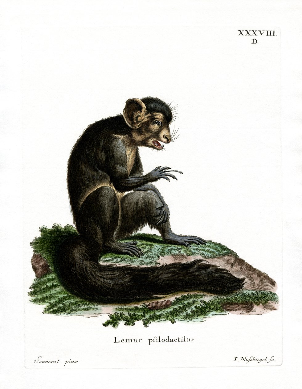 Aye-Aye（彩色雕刻） 作者 德国学校