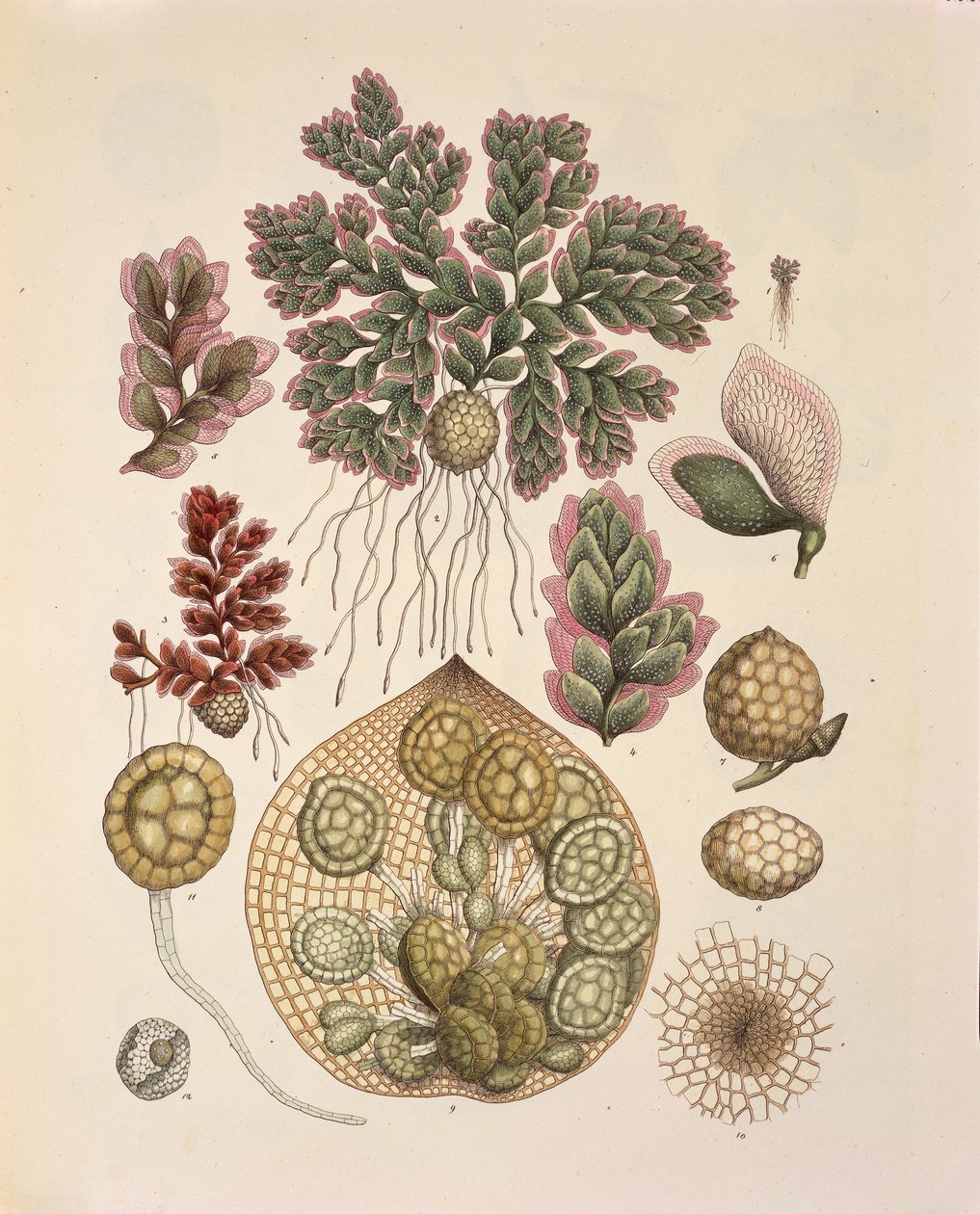 Azolla（水生蕨类植物），来自 
