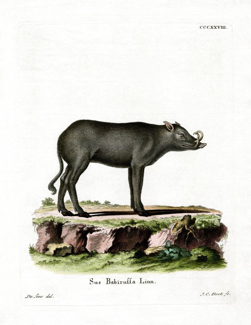 Babirusa （彩色雕刻） 作者 德国学校