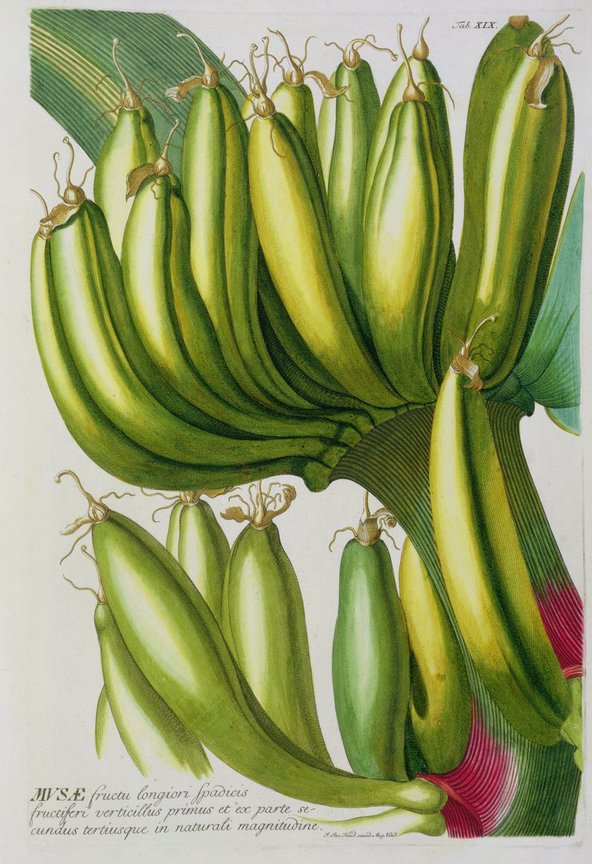 香蕉，由Johann Jakob Haid（1704-67）雕刻，来自植物书，酒吧。作者：Augustus Vind 作者 德国学校