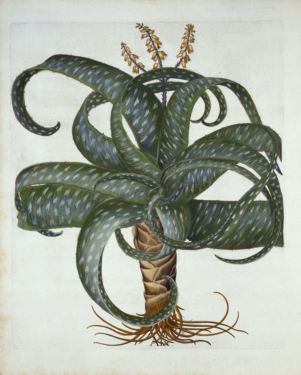 巴巴多斯芦荟，来自Hortus Eystettensis，由Basil Besler（1561-1629）酒吧。 1613 作者 德国学校