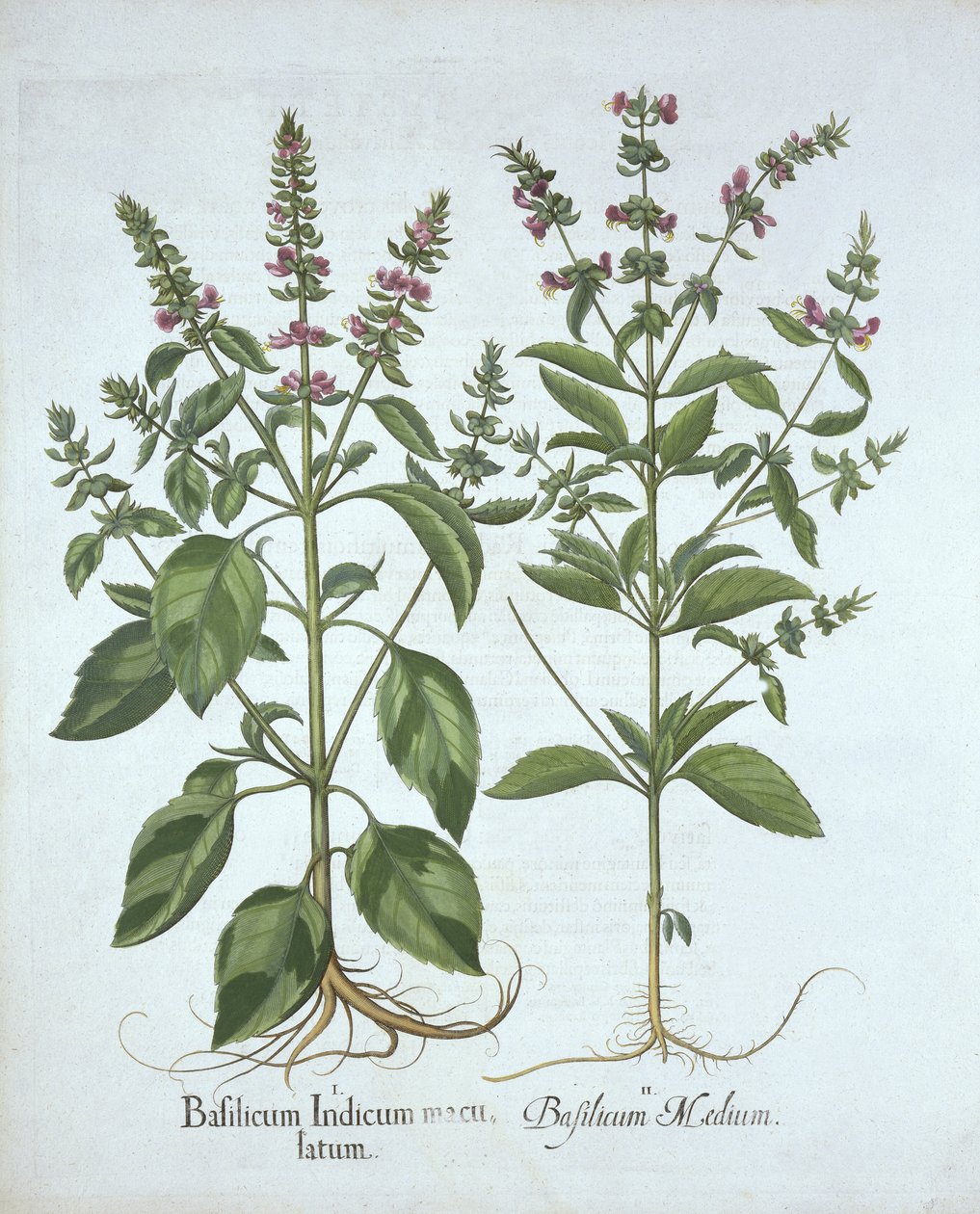 罗勒，来自Hortus Eystettensis，由Basil Besler（1561-1629），酒吧。 1613（手工雕刻） 作者 德国学校