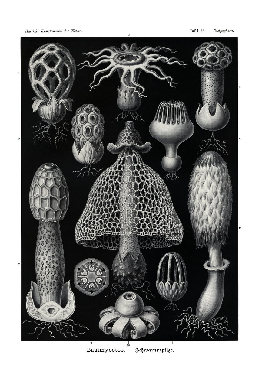 Basimycetes，1899-1904 作者 德国学校
