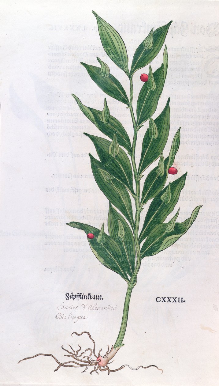 Baytree，由Leonhart Fuchs（1501-66）为植物标本馆的插图，出版于巴塞尔，1555年（彩色雕刻） 作者 德国学校