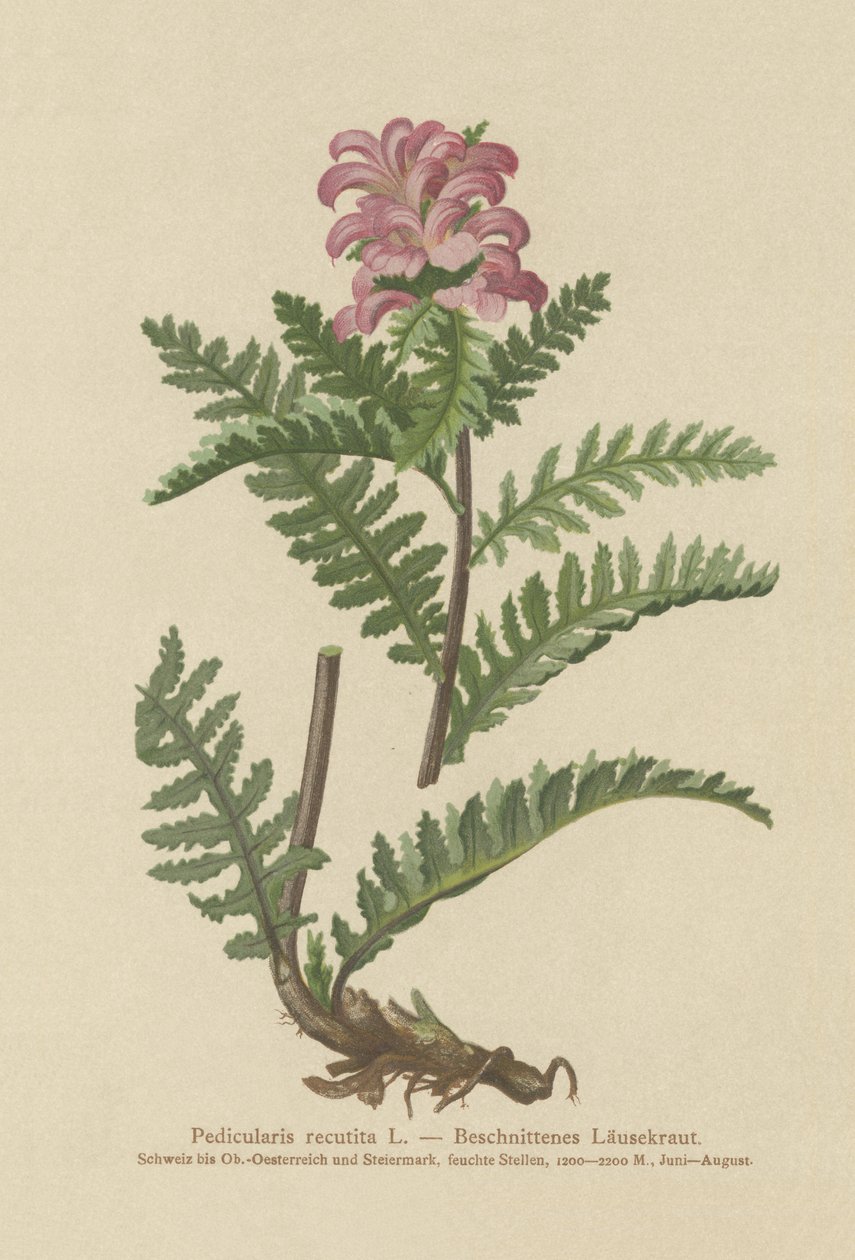 无喙红色Lousewort（Pedicularis recutita） 作者 德国学校