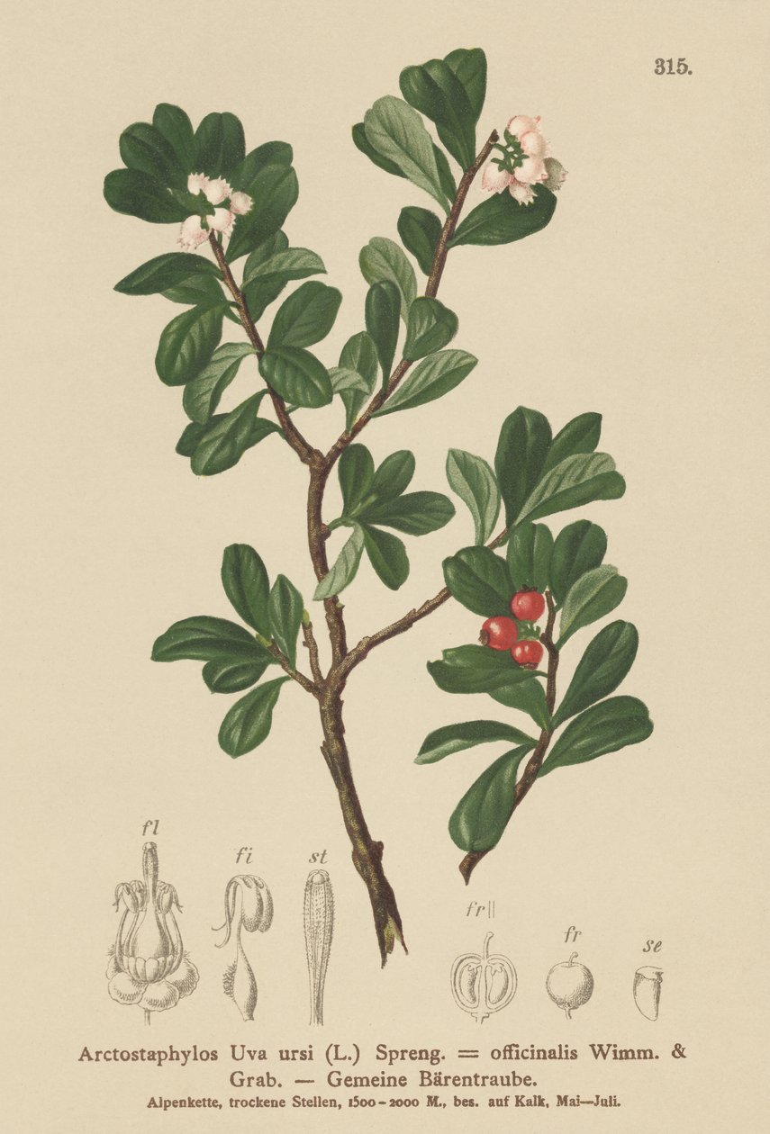 熊果（Arctostaphylos Uva ursi，Arctostaphylos officinalis） 作者 德国学校