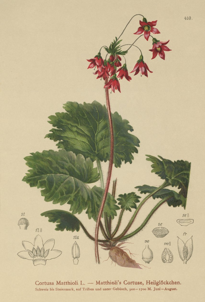 熊耳Sanicle（Corty Matthioli） 作者 德国学校