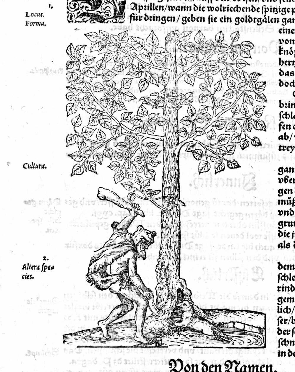 海狸狩猎 - 杰罗姆·博克 (Jerome Bock) 的“植物”中的“”。 1572. 作者 德国学校