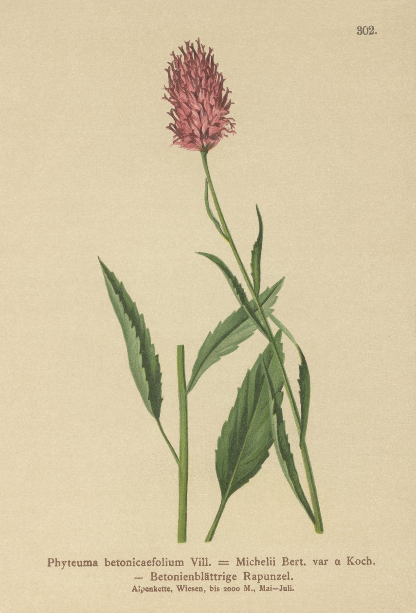 Betony-leaved Rampion（Phyteuma betonicaefolium） 作者 德国学校