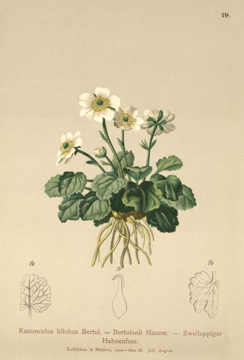Bilobo Buttercup（Ranunculus bilobus，Ranunculus Bertolonii） 作者 德国学校