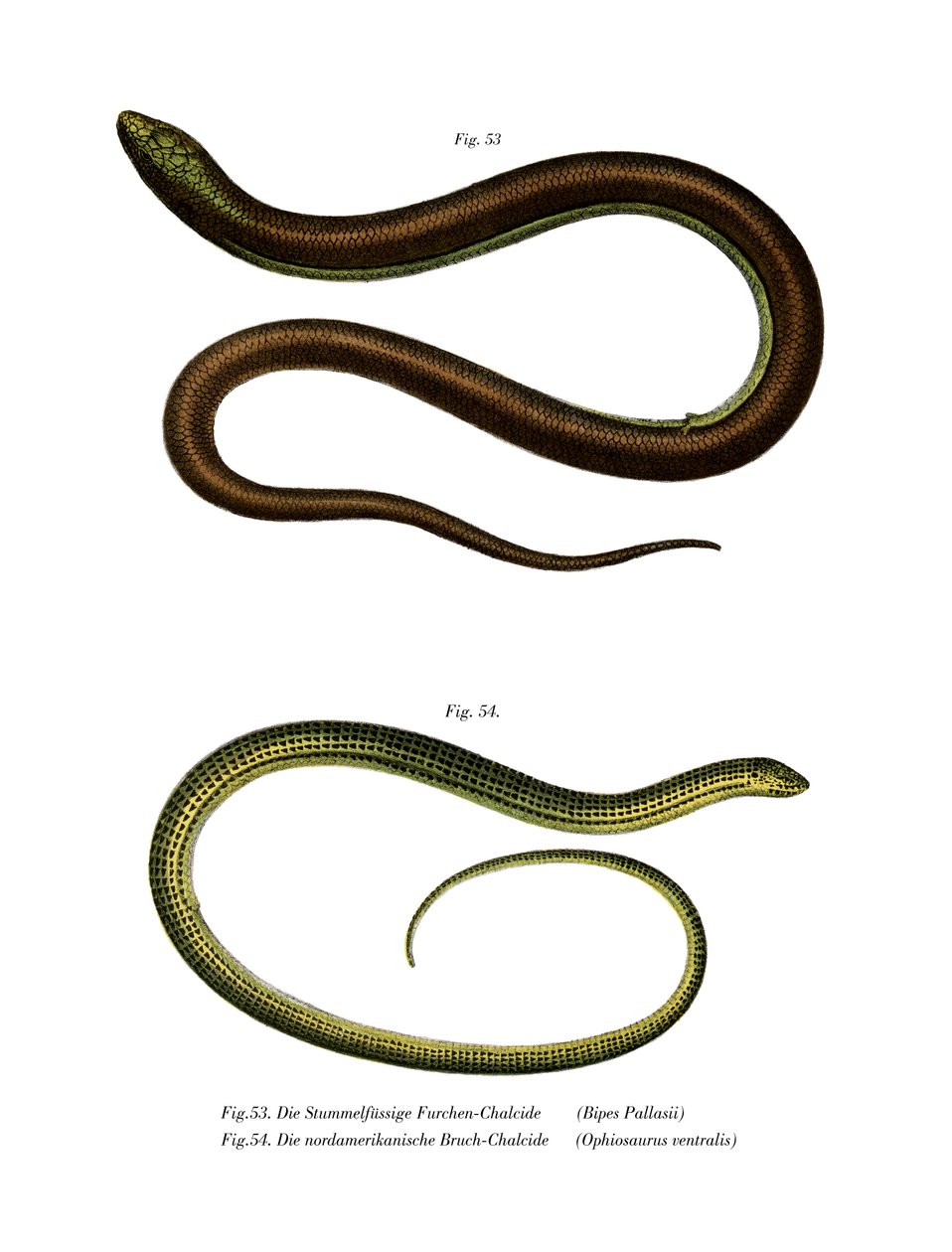 Bipes Pallasii (彩色平版印刷) 作者 德国学校