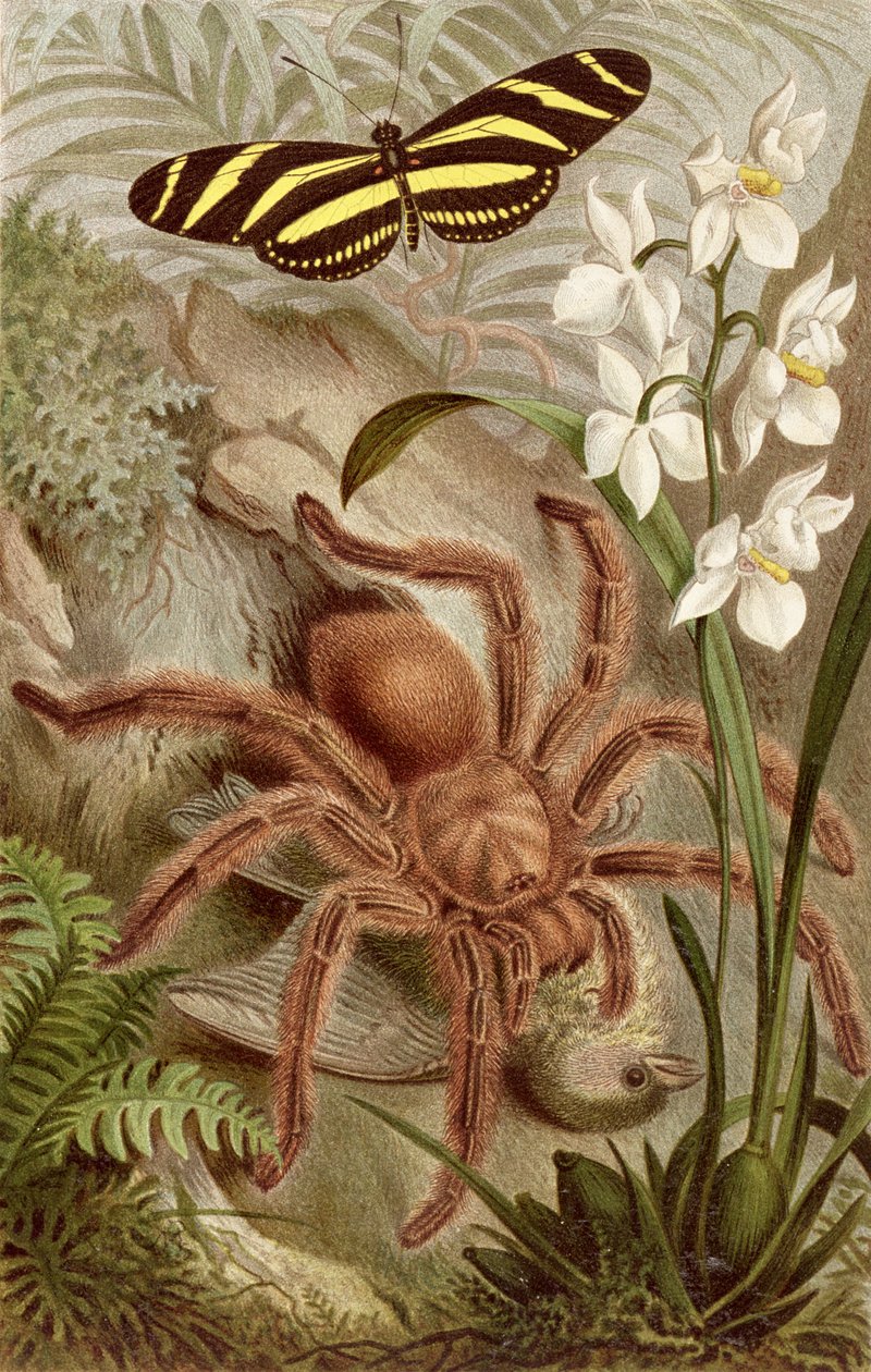 Bird Spider，来自Brehms Tierleben的专辑：Allgemeine Kunde des Tierreichs，vol。 9，p.698，由Bibliographisches Institut，1892出版 作者 德国学校