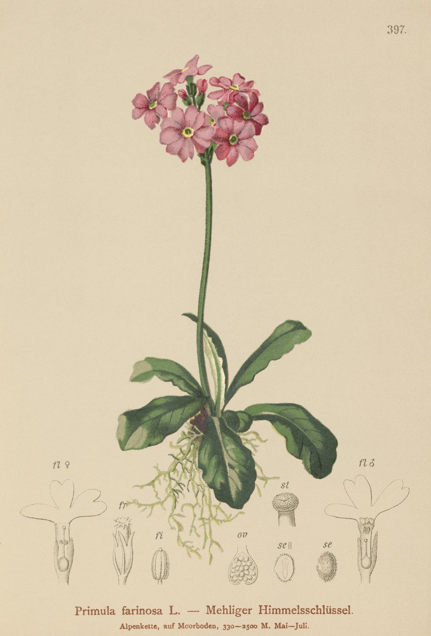 鸟眼报春花（Primula farinosa） 作者 德国学校