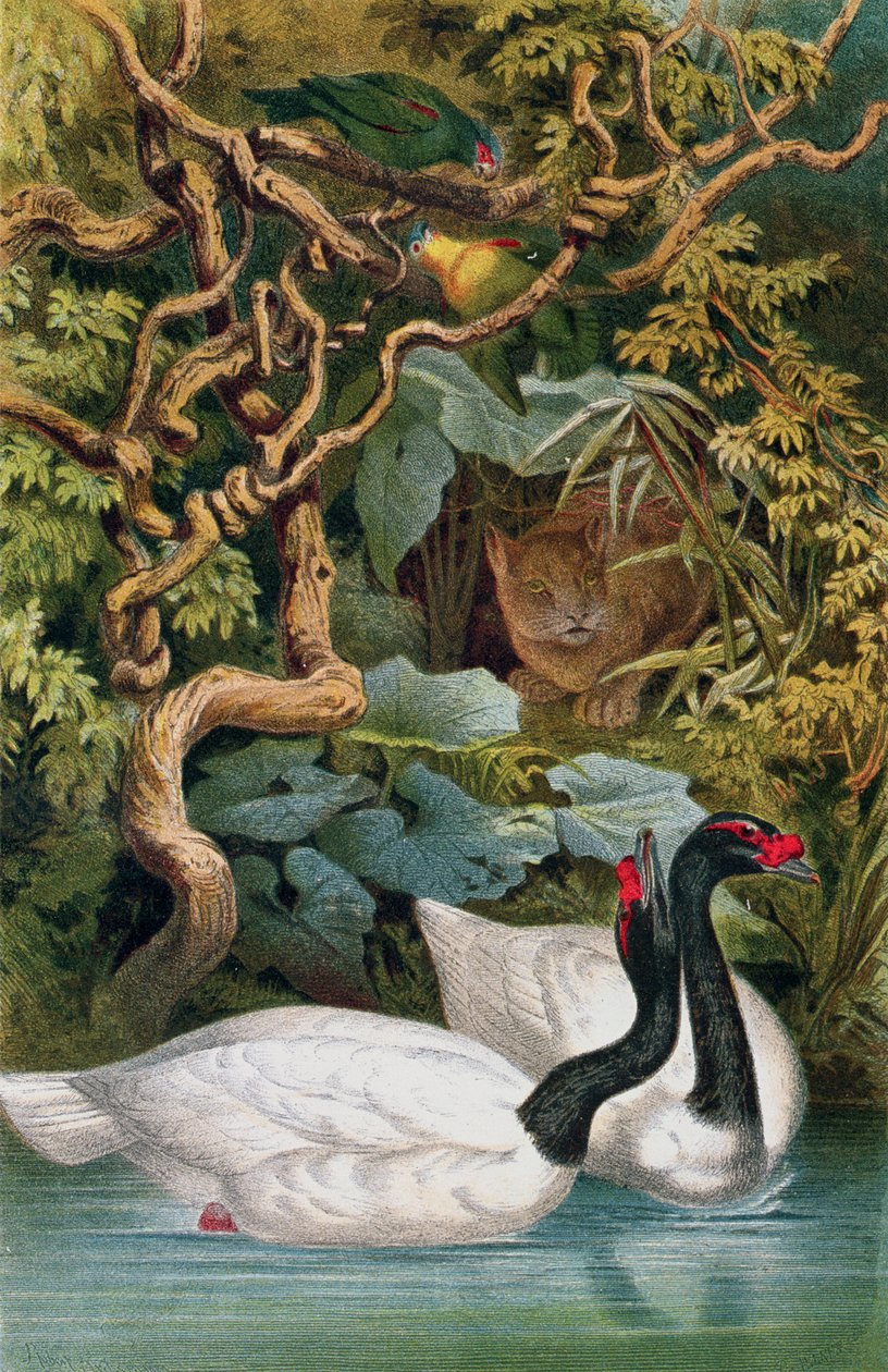Black-Necked Swan，来自Brehms Tierleben的记录：Allgemeine Kunde des Tierreichs，vol.6，p.598，由Bibliographisches Institut出版，1892年 作者 德国学校